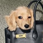 Pancho the Diva, Pet creator